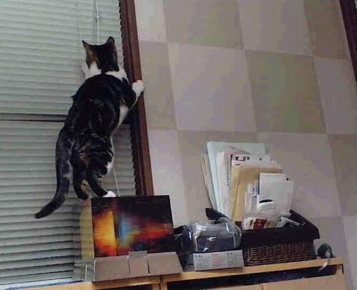 体育新闻中心主办“数字化转型下的体育传播革新”闭门会