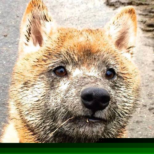 张怡宁回归赛场，重启乒乓生涯，张怡宁乒球视频